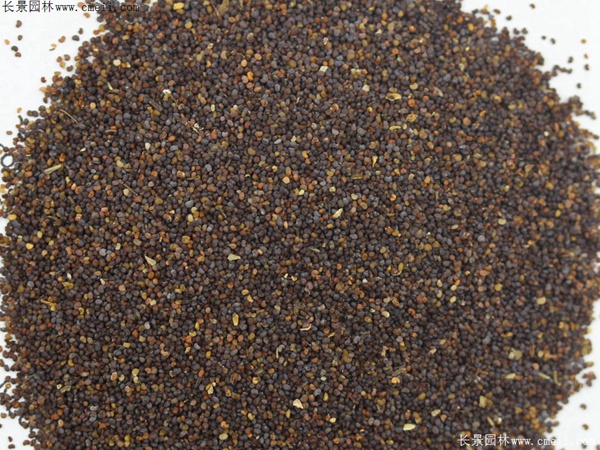 紅色虞美人種子 紅色虞美人種子