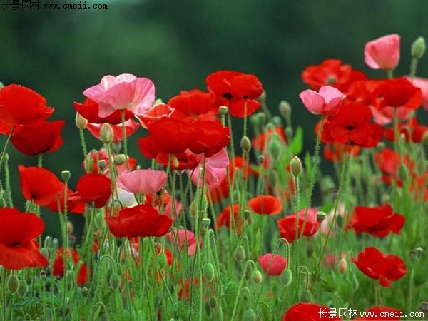 紅色虞美人 紅色虞美人