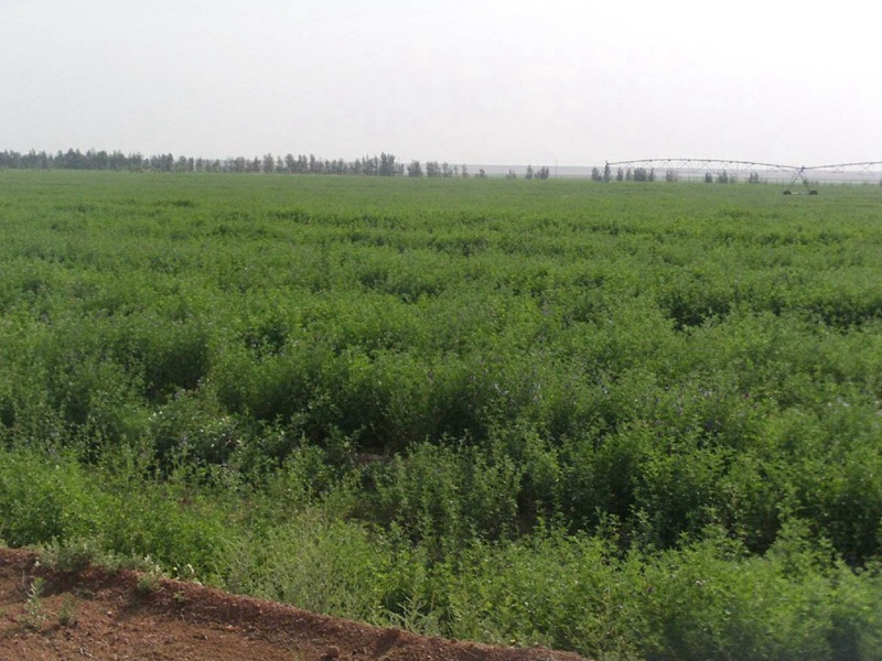 進口苜蓿 進口苜蓿