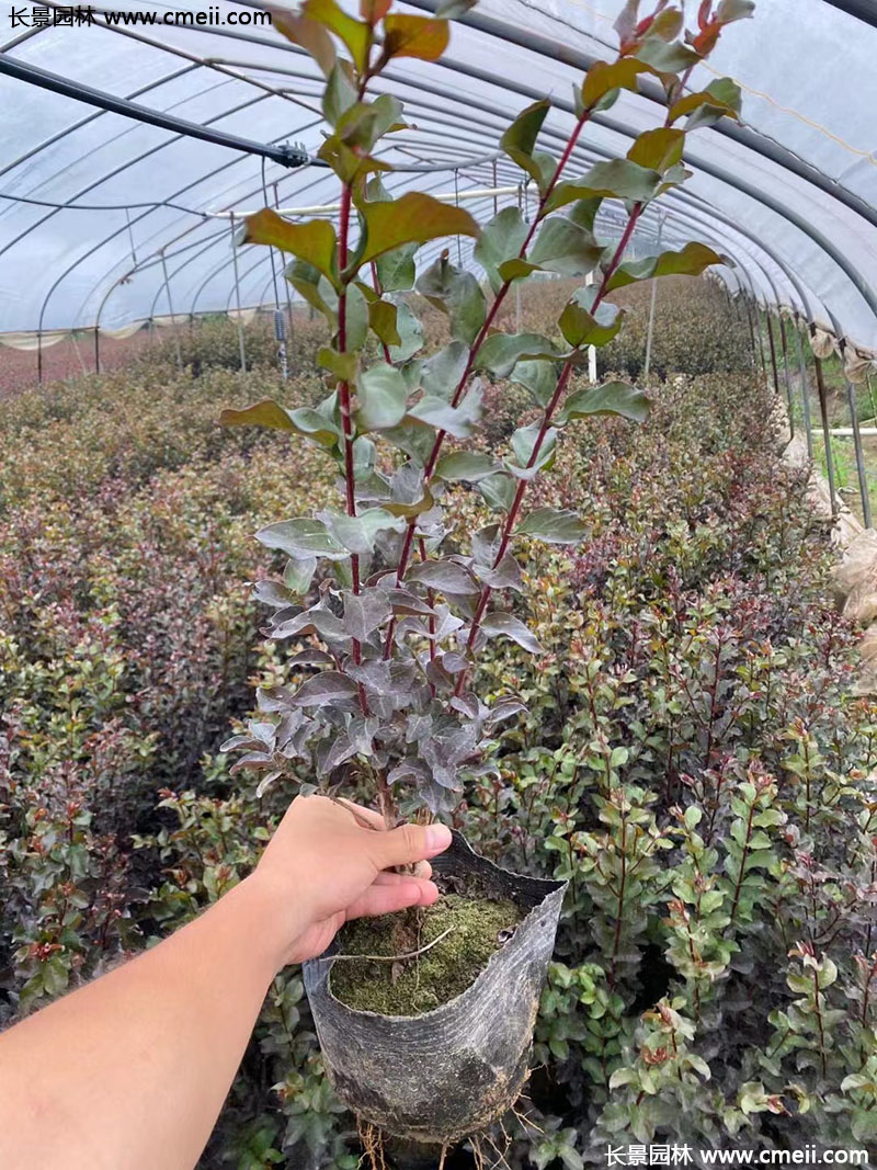 長景園林矮紫薇 長景園林矮紫薇