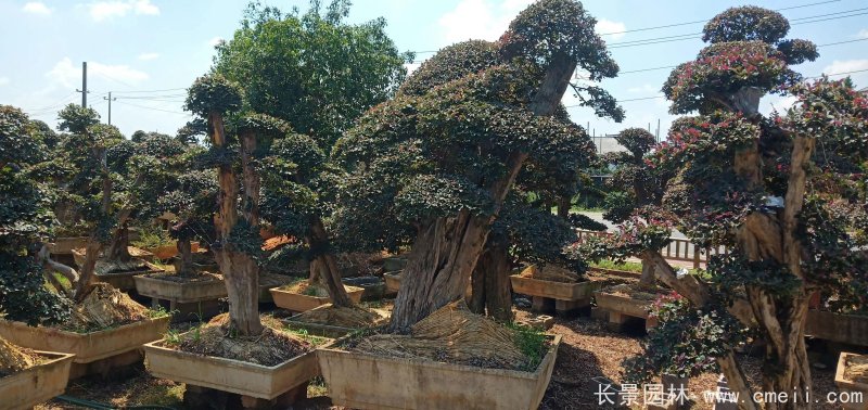 造型紅花繼木 造型紅花繼木