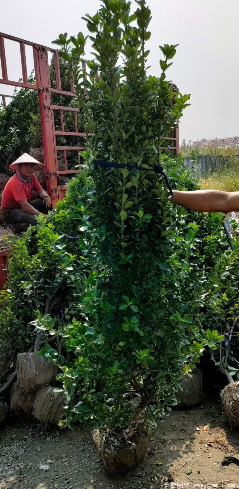 大葉黃楊柱 大葉黃楊柱