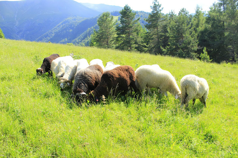 養(yǎng)羊的牧草羊吃的草品種 養(yǎng)羊的牧草羊吃的草品種