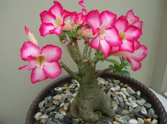 超好養(yǎng)活的沙漠玫瑰