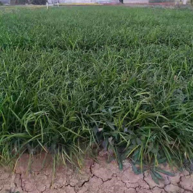 蘭花三七長景園林沭陽 蘭花三七長景園林沭陽