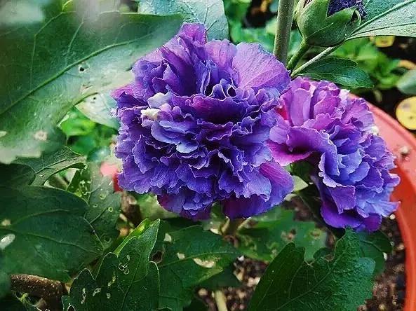 紫玉木槿 紫玉木槿