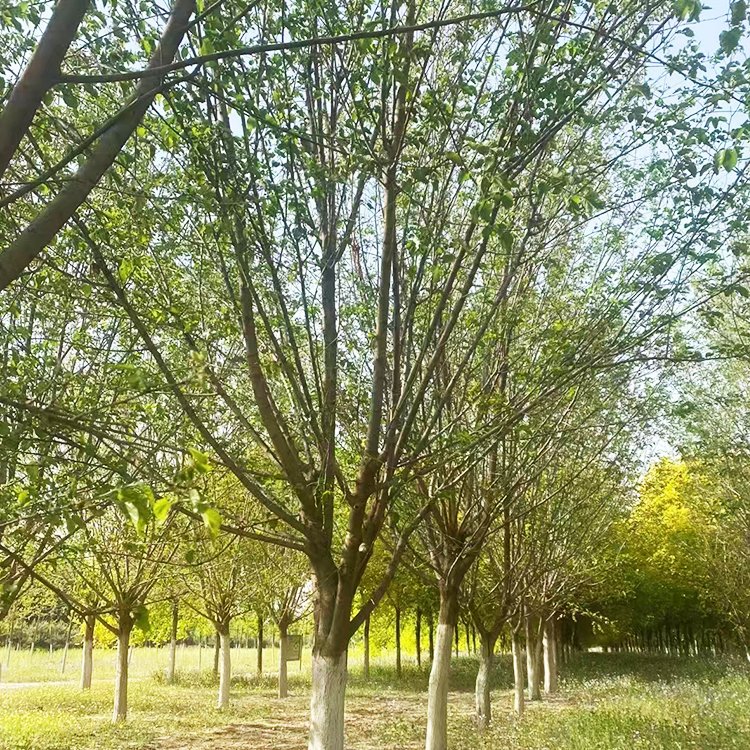 桑樹(shù) 桑樹(shù)