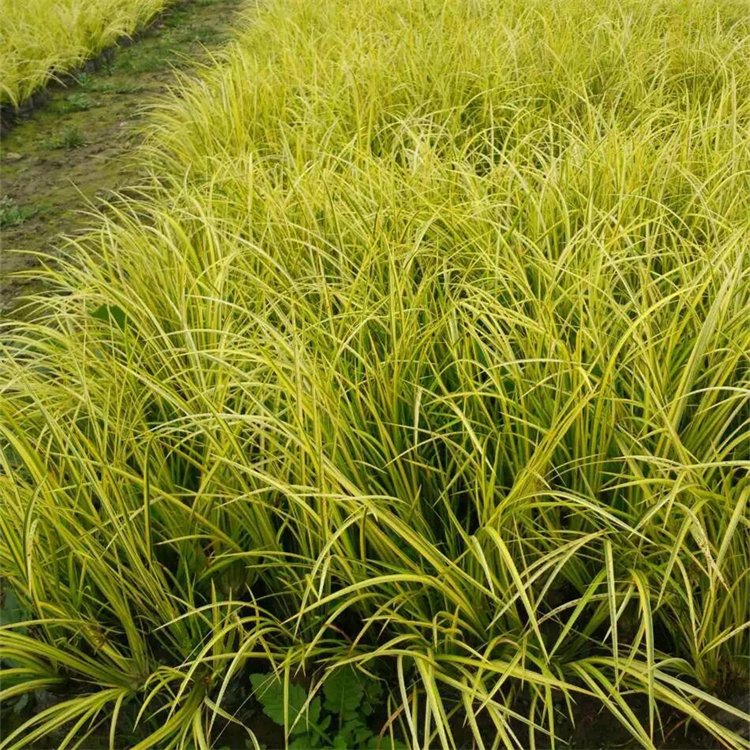 金葉石菖蒲 金葉石菖蒲