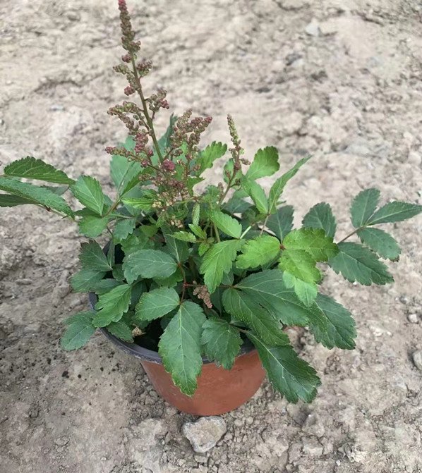 落新婦容器苗盆栽 落新婦容器苗盆栽