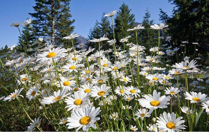 白菊花朵圖片 白菊花朵圖片
